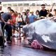 chasse baleine japon