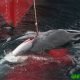 chasse baleine japon