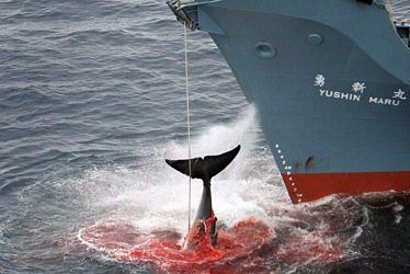 chasse baleine japon