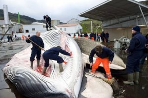 une baleine est en train d'être éventrée par des pêcheurs le 17 juin 2010 en islande