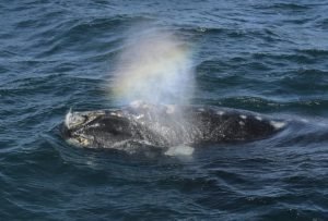 une baleine le 2 octobre 2015 au large de puerto piramides en argentine