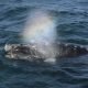 une baleine le 2 octobre 2015 au large de puerto piramides en argentine