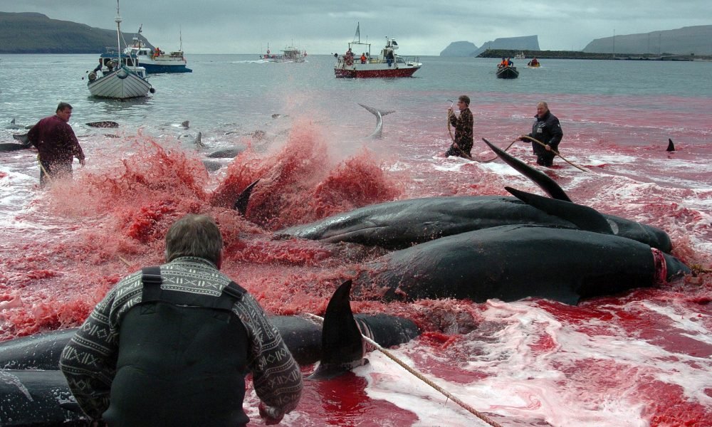 le massacre des baleines a bien eu lieu