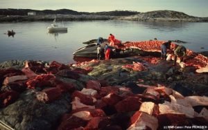 massacre de baleines