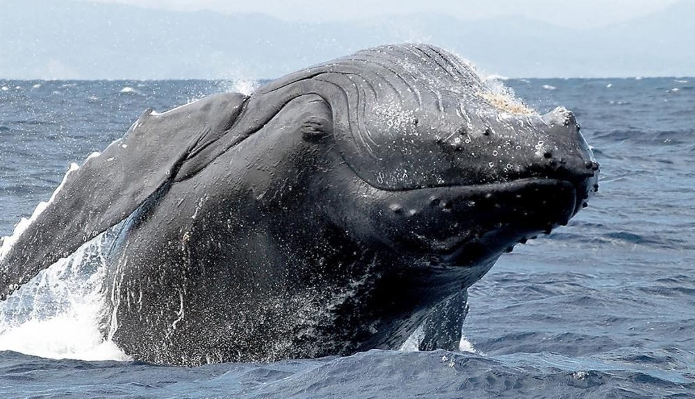 baleine à bosse