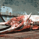 massacre de baleines