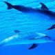 dauphins
