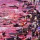 massacre de baleines