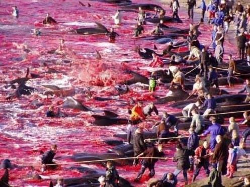 massacre de baleines