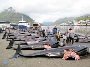 massacre de baleines