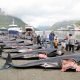 massacre de baleines