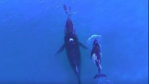 la baleine et son baleineau suivent une mère dauphin et son petit