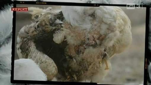 oies plumées vivantes