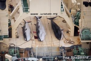 dead minke whales nisshin maru deck