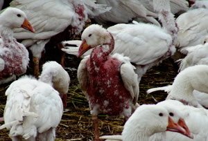 oies plumées vivantes