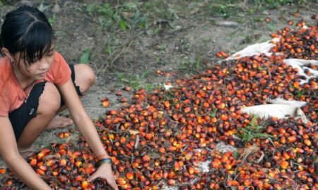 colgate nestle achètent de l'huile de palme produite par des enfants