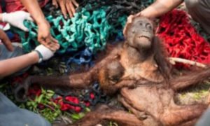Orang-outan massacré pour l’huile de palme