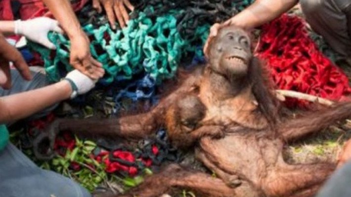 Orang-outan massacré pour l’huile de palme