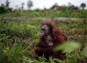 Huile de palme et faune sauvage