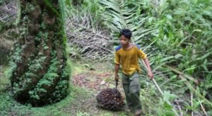huile de palme exploitation d'enfants et travaux forcés en Indonésie