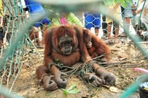 INDONESIA ORANGUTAN