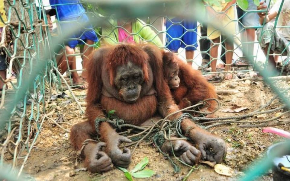 INDONESIA ORANGUTAN