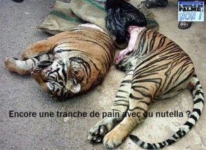 Kellogs et huile de palme